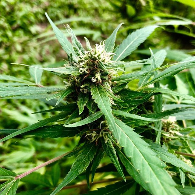 Baton Rox Feminized Hemp Seeds I Love Hemp Seeds