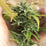 Trophy Lady Feminized Hemp Seeds