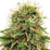 CBD Kush Autoflower Hemp Seeds