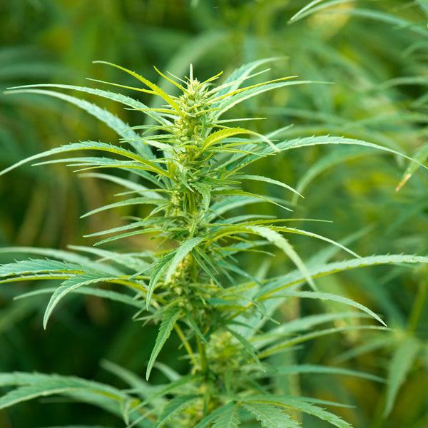 Tyger Feminized Hemp Seeds I Love Hemp Seeds